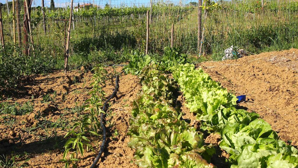 הוילה Valiano Agriturismo La Terra מראה חיצוני תמונה